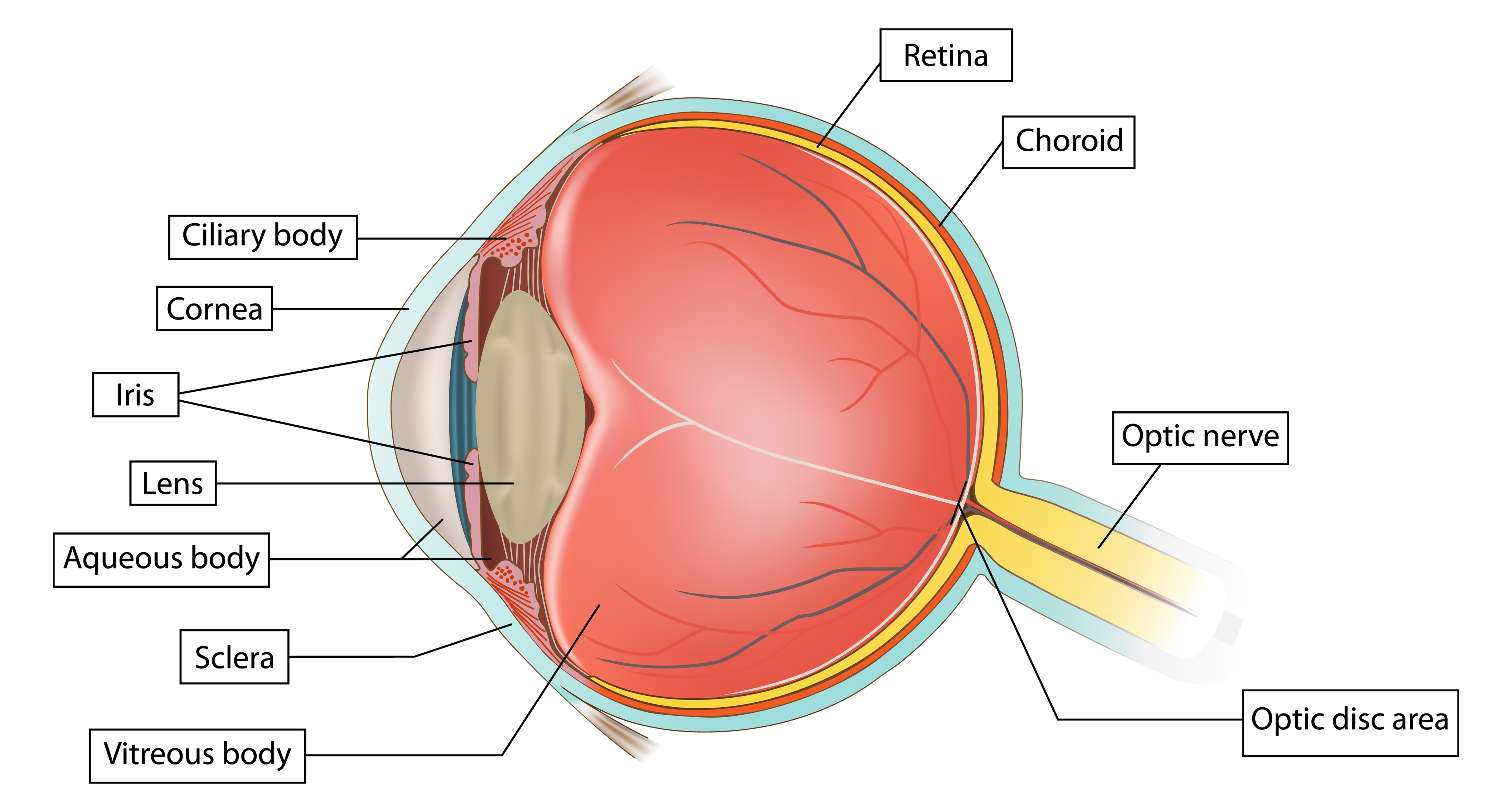 keeping-your-eyes-healthy-part-2-suil-eile-optometrists